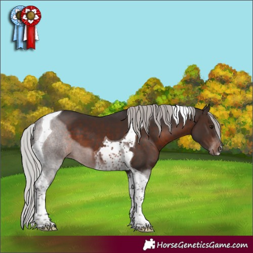 Horse Color:Silver Brown Tobiano 