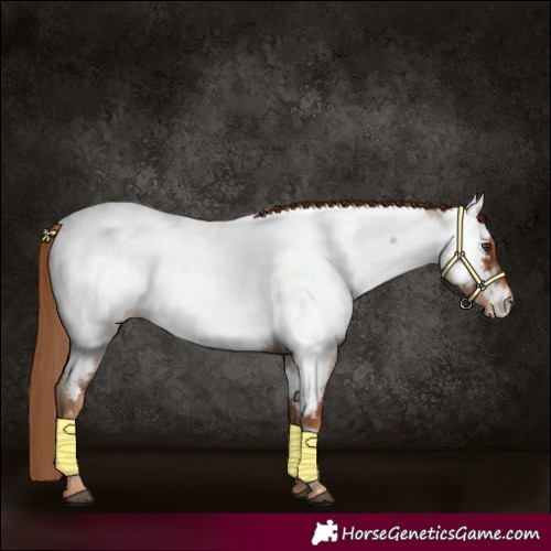 Horse Color:Red Roan Appaloosa