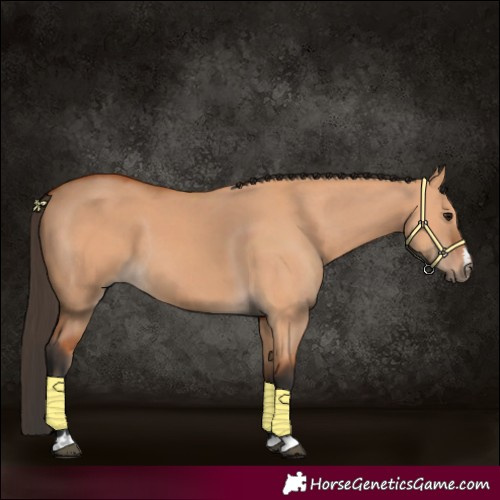 Horse Color:Bay Dun