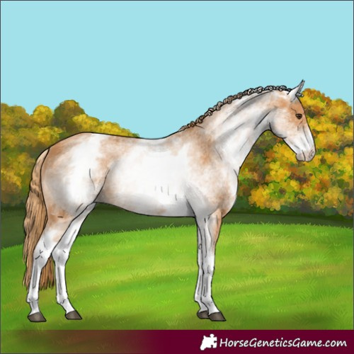 Horse Color:White Spotted Chestnut