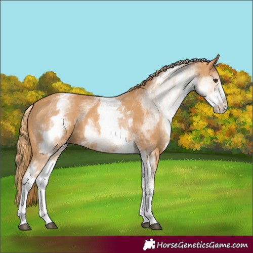 Horse Color:White Spotted Chestnut