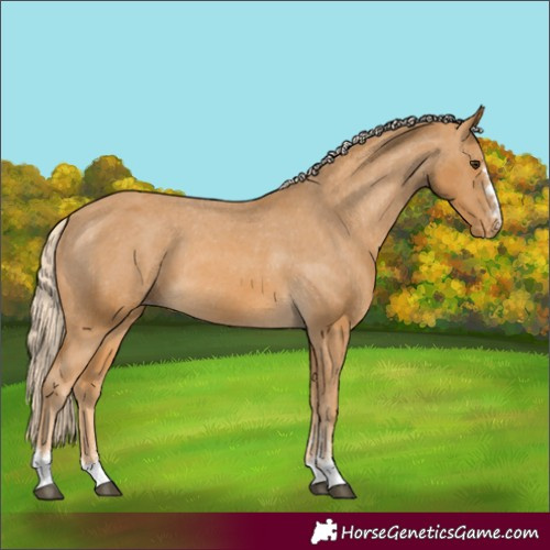 Horse Color:Palomino Appaloosa