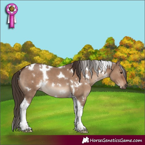 Horse Color:White Spotted Liver Red Dun Tobiano 