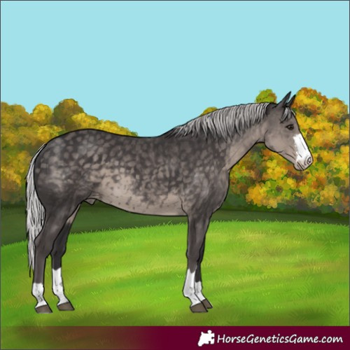 Horse Color:Platinum Silver Smoky Black Appaloosa 