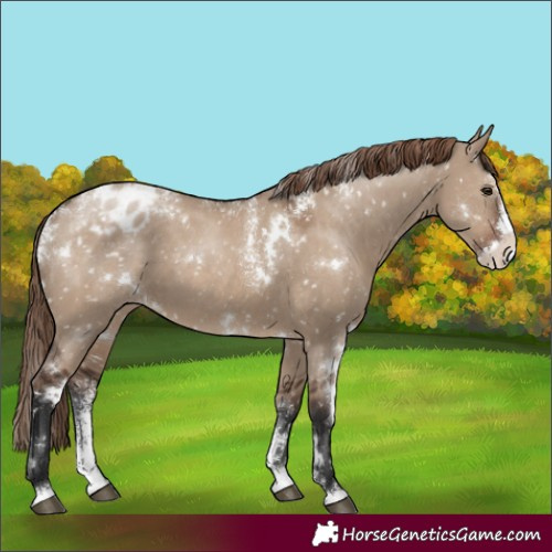 Horse Color:Powder White White Spotted Liver Red Dun Splash Appaloosa Rabicano 