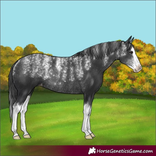 Horse Color:Powder White Black Splash Appaloosa Rabicano 