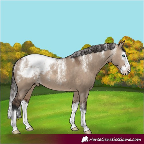 Horse Color:Powder White Brown Dun Splash Appaloosa Rabicano 