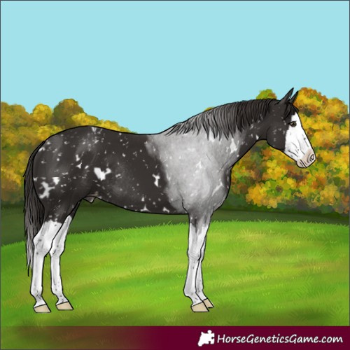 Horse Color:White Spotted Liver Chestnut Splash Appaloosa Rabicano 