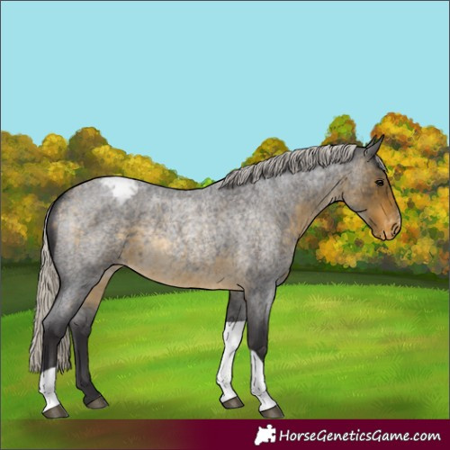 Horse Color:Silver Buckskin Roan Tobiano Appaloosa Rabicano 