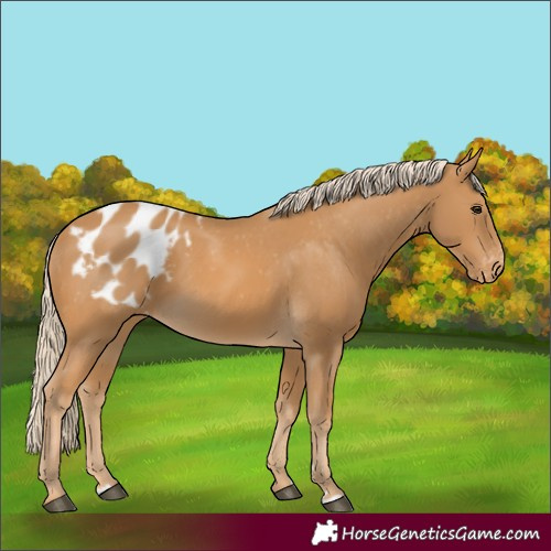Horse Color:Palomino Appaloosa 