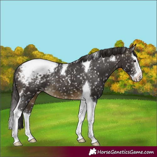 Horse Color:Buckskin Splash Tobiano Snowcap Rabicano 