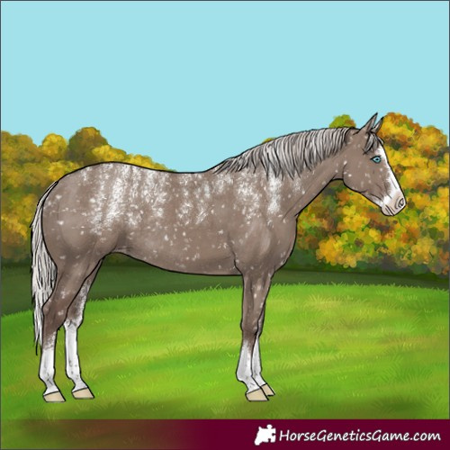Horse Color:Powder White Silver Grullo Splash Appaloosa Rabicano 