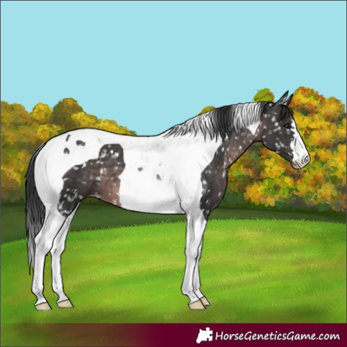 Horse Color:Platinum Brown Mushroom Tobiano Snowflake Varnish