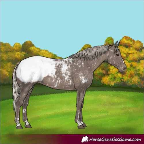 Horse Color:Silver Black Appaloosa 