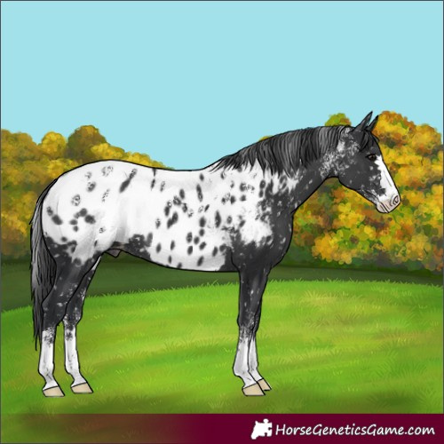 Horse Color:Powder White Platinum Black Appaloosa 