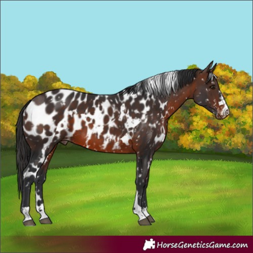 Horse Color:White Spotted Brown Appaloosa 