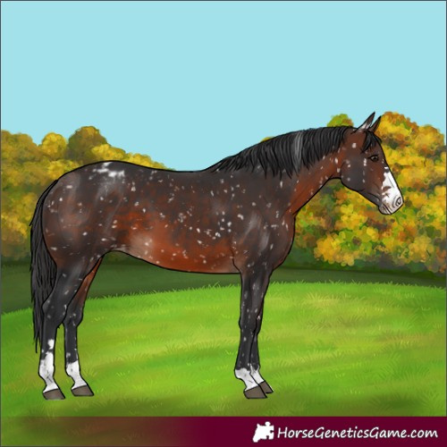 Horse Color:Brown Appaloosa 
