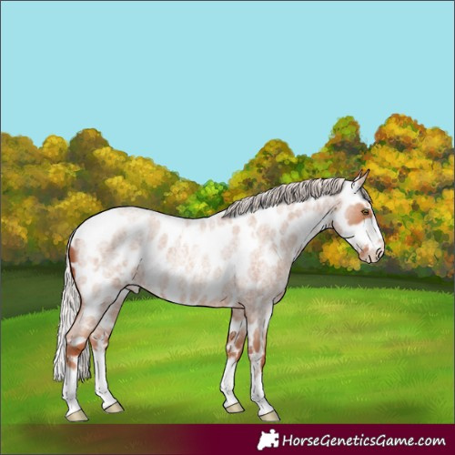 Horse Color:White Spotted Silver Sable Champagne Roan Splash Frame Appaloosa Rabicano 