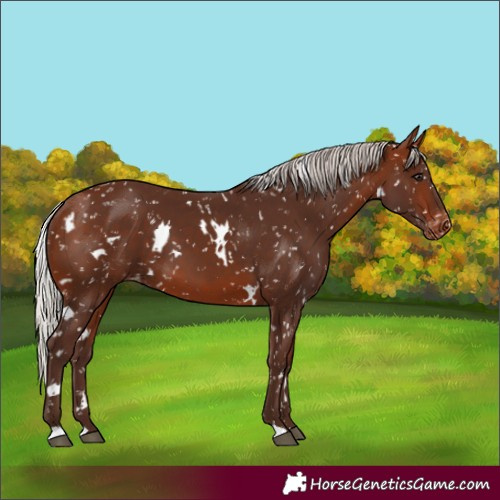 Horse Color:White Spotted Silver Bay Appaloosa 