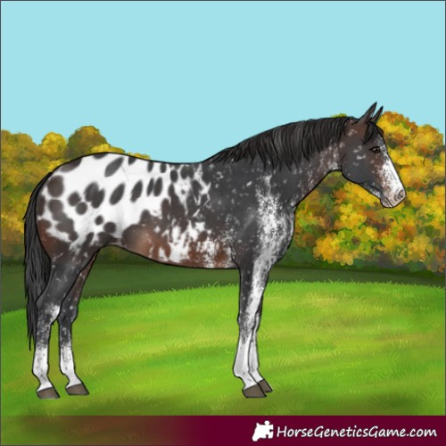 Horse Color:White Spotted Brown Appaloosa 