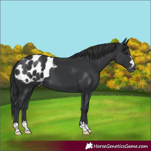 Horse Color:Black Appaloosa 