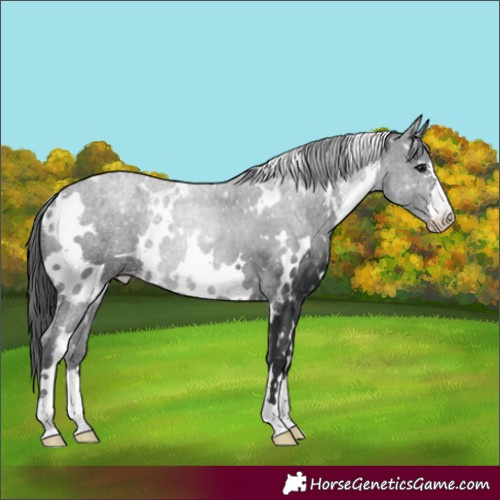 Horse Color:White Spotted Black Appaloosa 