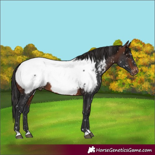 Horse Color:Brown Appaloosa 
