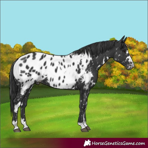 Horse Color:White Spotted Black Appaloosa 