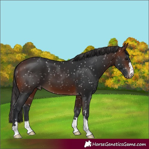 Horse Color:Brown Appaloosa 