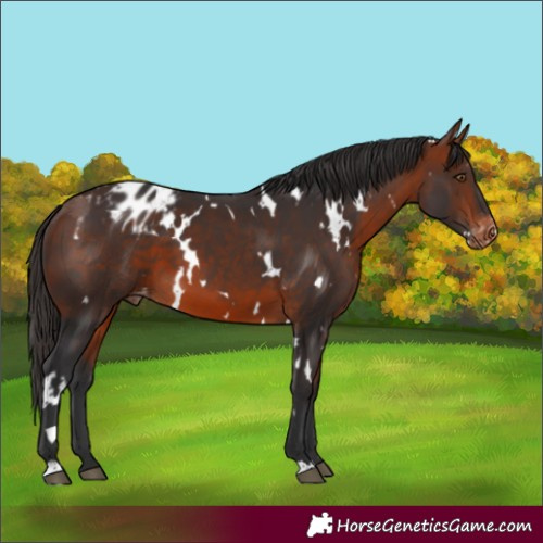 Horse Color:White Spotted Bay Appaloosa 