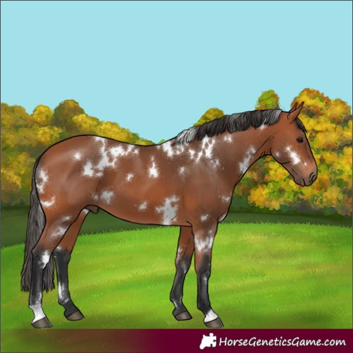 Horse Color:White Spotted Bay 