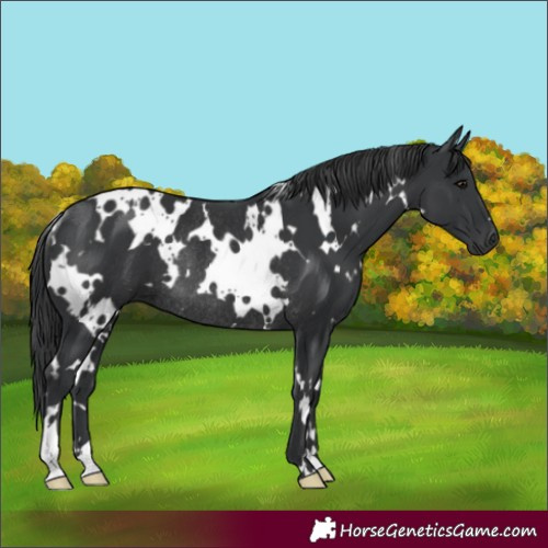 Horse Color:White Spotted Black Rabicano 