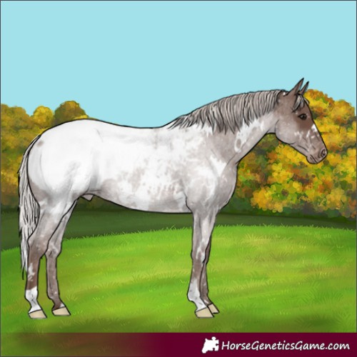 Horse Color:White Spotted Silver Blue Roan Appaloosa Rabicano 