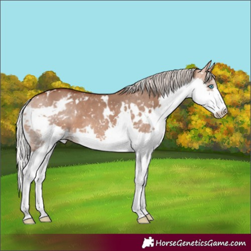 Horse Color:White Spotted Silver Bay Dun Splash Appaloosa 