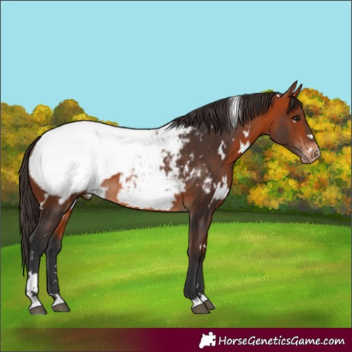 Horse Color:White Spotted Bay Appaloosa