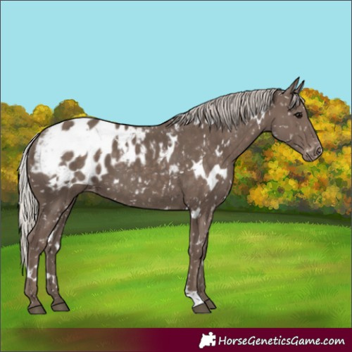 Horse Color:White Spotted Silver Black Appaloosa 