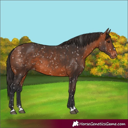 Horse Color:Bay Appaloosa 