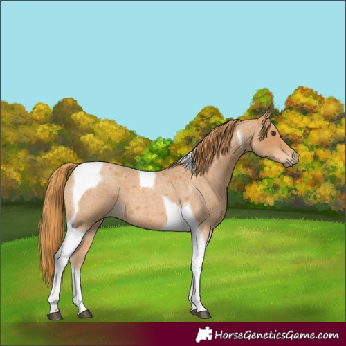 Horse Color:Red Roan Tobiano 