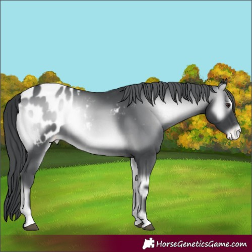 Horse Color:Blue Onyx Chinchilla Appaloosa