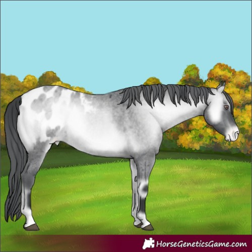 Horse Color:Brown Chinchilla Roan Onyx Appaloosa