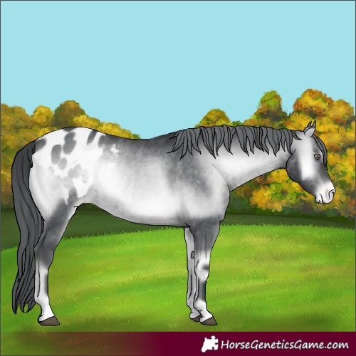 Horse Color:Brown Chinchilla Onyx Appaloosa 