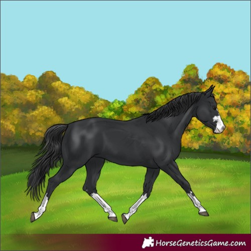 Horse Color:Black 