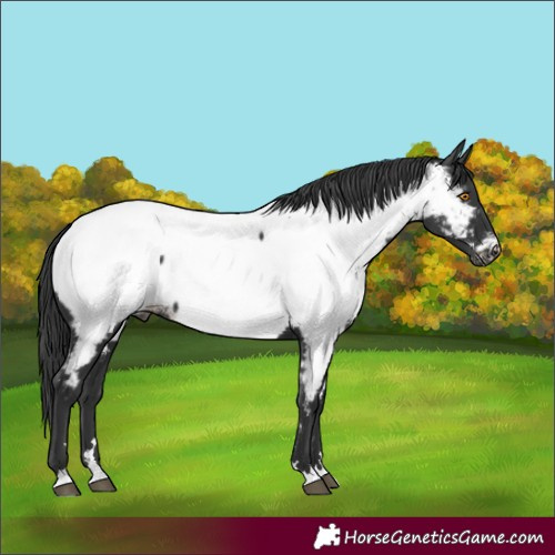 Horse Color:Black Appaloosa 