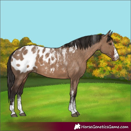 Horse Color:Powder White Liver Red Dun Appaloosa 
