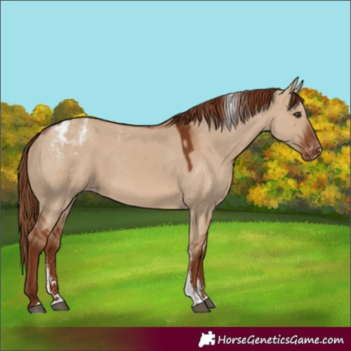 Horse Color:Powder White Red Dun Skewed Appaloosa