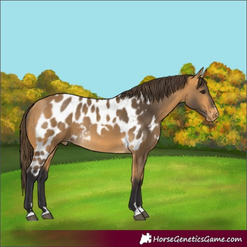 Horse Color:Buckskin Skewed Appaloosa 