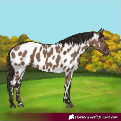 Horse Color:Liver Red Dun Appaloosa