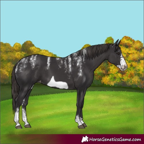 Horse Color:Powder White Smoky Black Frame Appaloosa
