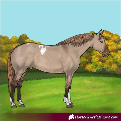 Horse Color:Liver Red Dun Tobiano Skewed Appaloosa 