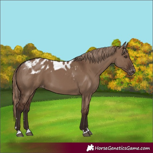 Horse Color:Liver Red Dun Skewed Appaloosa